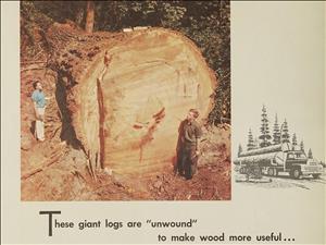 Two people stand next to a giant log laying on the ground beside a sketch of a logging truck. Text reads These giant logs are unwound to make wood more useful